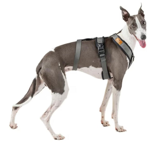 Arnés Antiescape de 3 Puntos para Perros Sali - Marca Flamingo 🐕🛡️