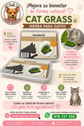Hierba para Gatos Cat Grass Beeztees (Elimina Bolas de Pelo) - Envío Gratis